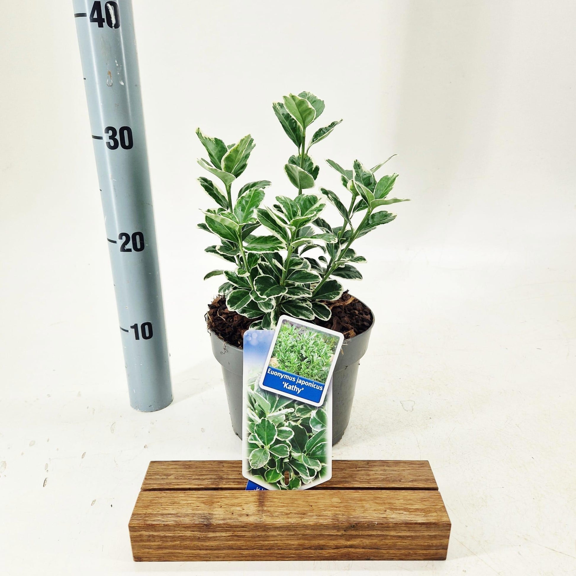 Euonymus Kathy 30cm 17cm Pot