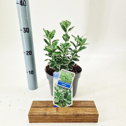 Euonymus Kathy 30cm 17cm Pot