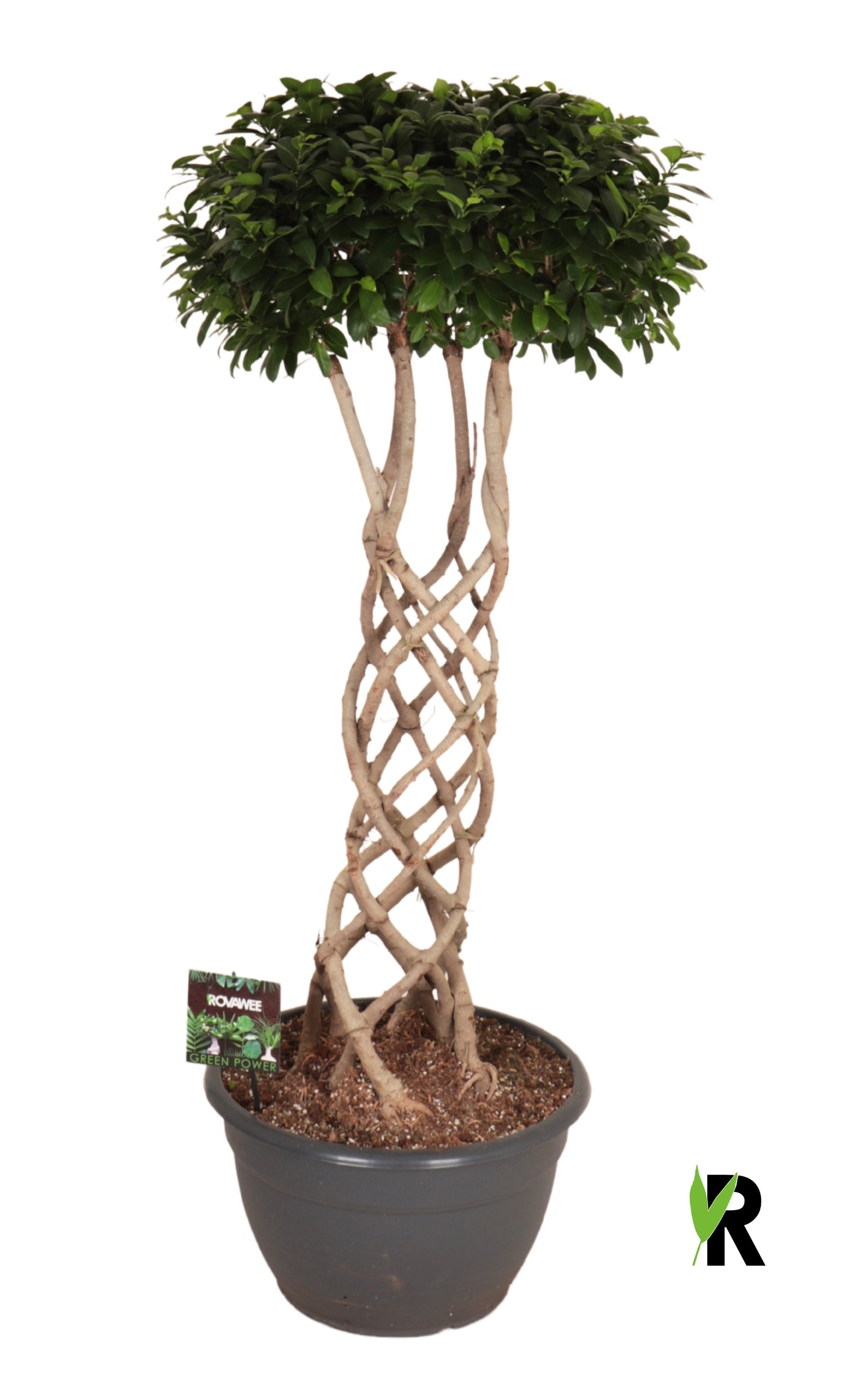 Ficus Ginseng 150cm 45cm Pot