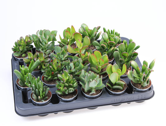 Crassula mix in Zinkpot 8cm 505cm Pot