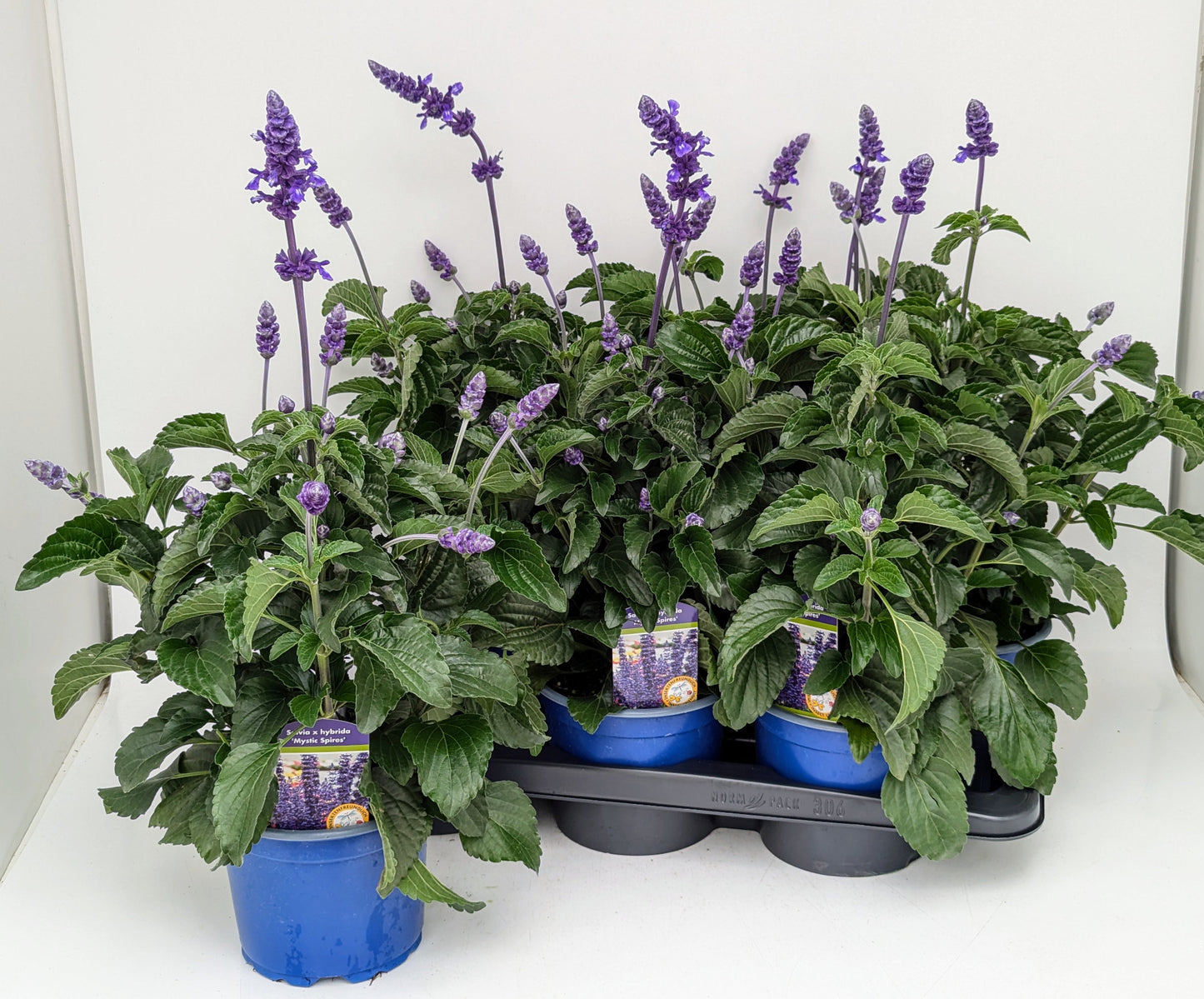 Salvia Mystic Spires Blue 55cm 17cm Pot