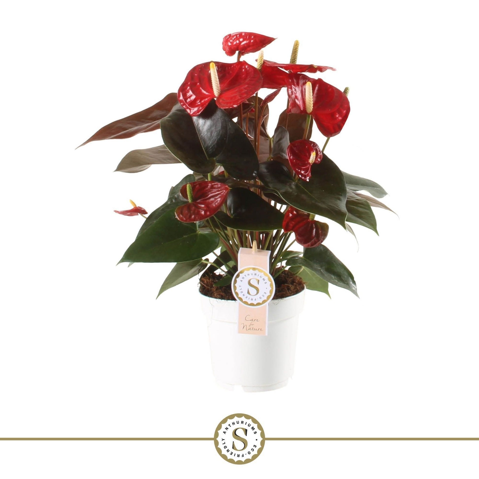 Anthurium Coral Champion 50cm 14cm Pot