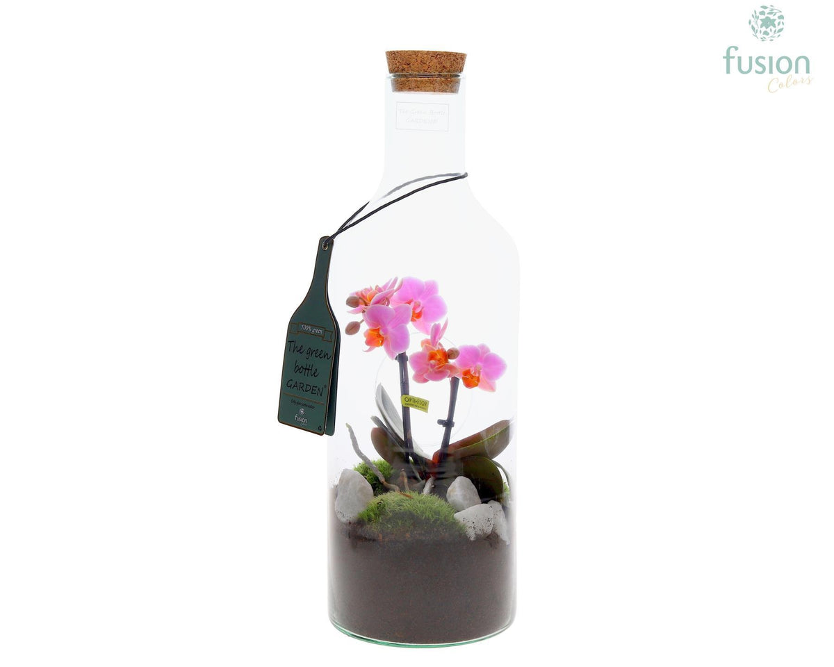 Green Bottle Fles Medium met Phalaenopsis 43cm 15cm Pot