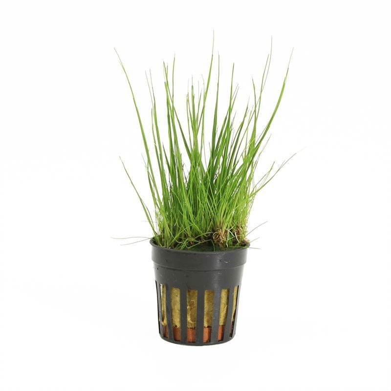 Waterplkw R. Moerings Eleocharis acicularis Pack of 6