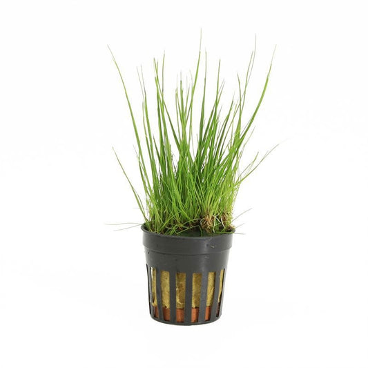 Eleocharis acicularis 10cm 5cm Pot