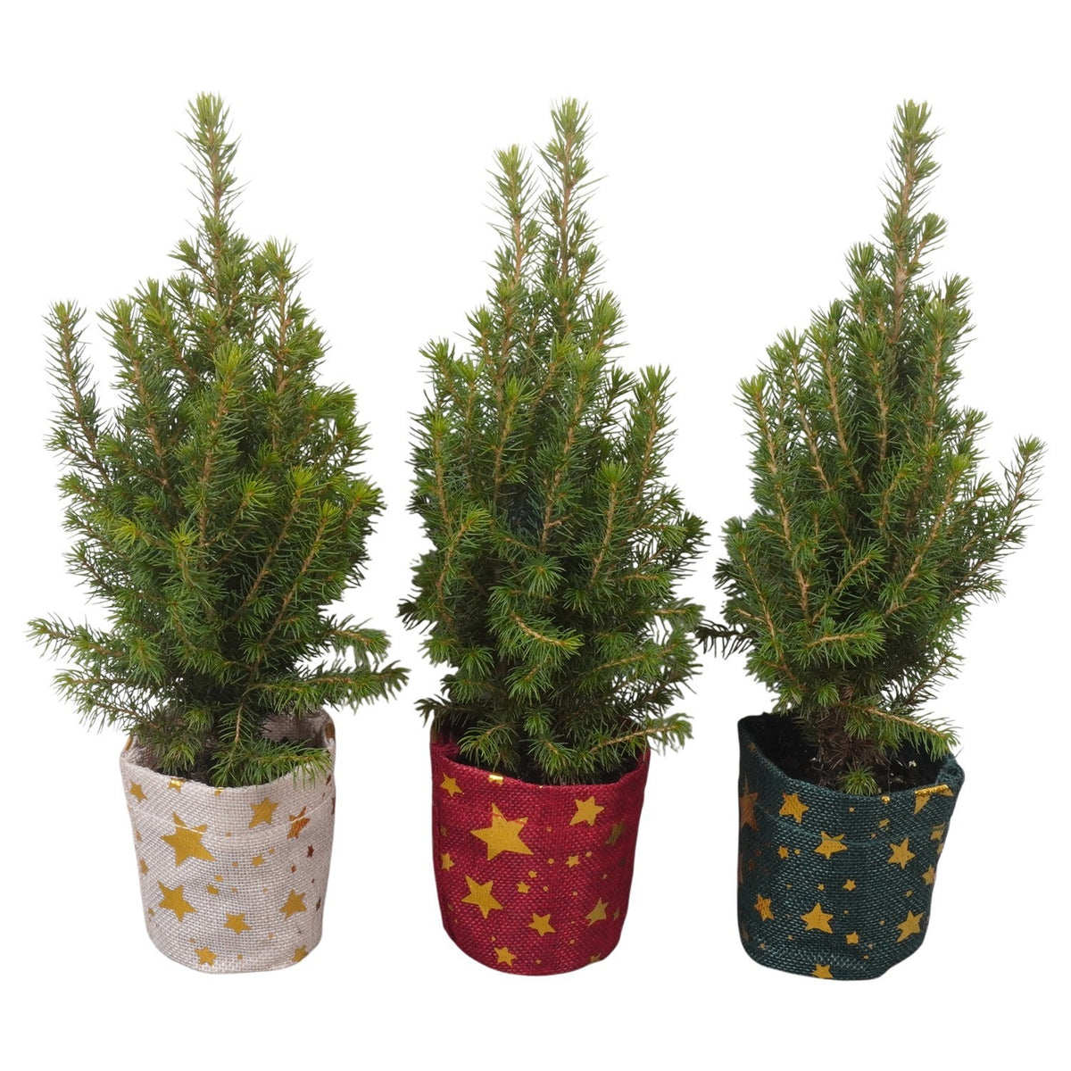 Picea glauca Conica 32cm 9cm Pot