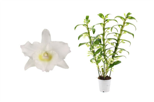 Dendrobium Apollon 65cm 12cm Pot