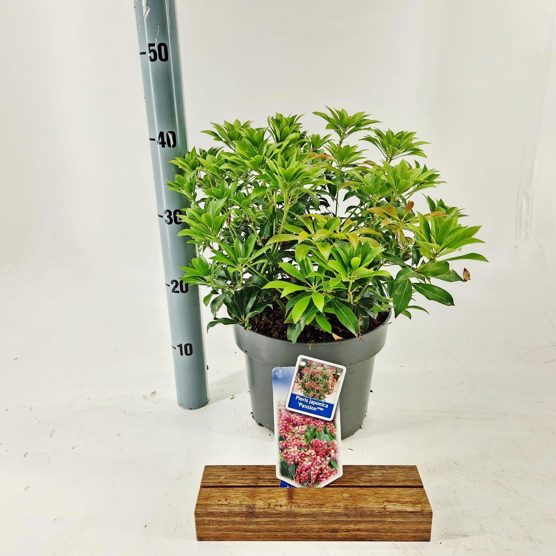Pieris japonica Passion 40cm 23cm Pot