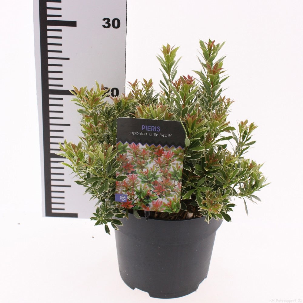 Snepvangers Tuinplanten Pieris japonica Little Heath Pack of 6