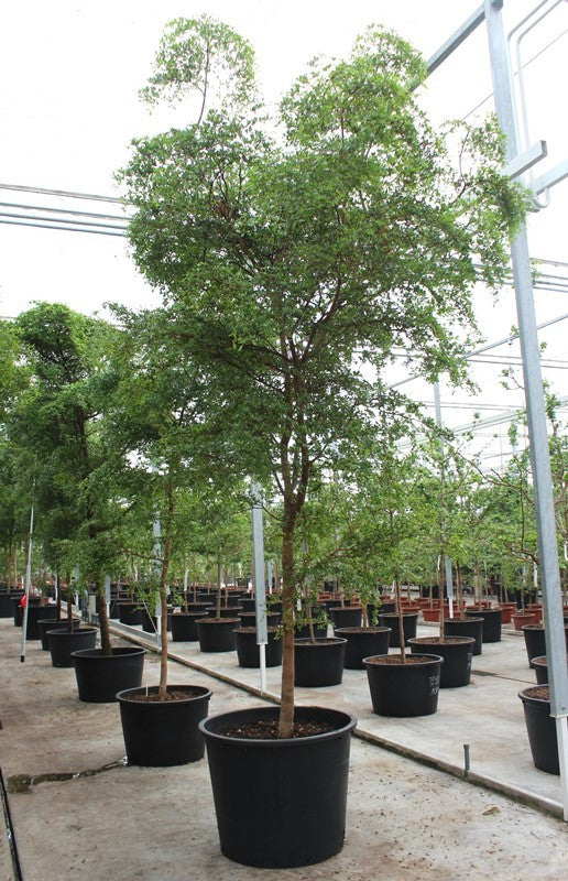 Bucida buceras 500cm 96cm Pot