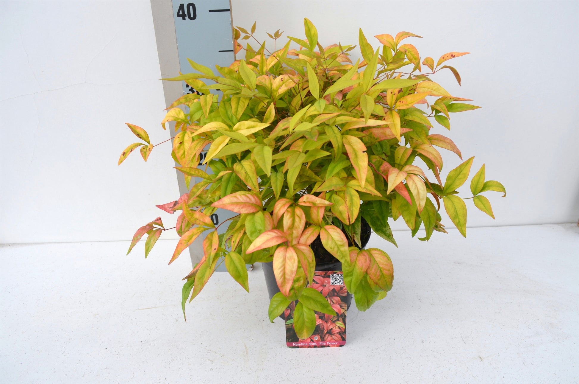 Nandina domestica Fire Power 25cm 17cm Pot
