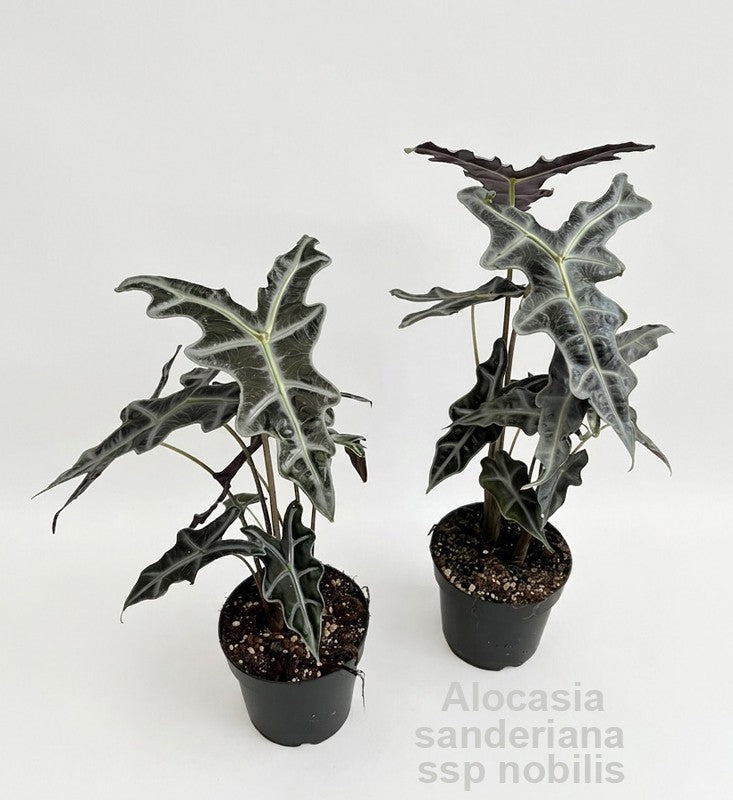Alocasia amazonica 45cm 14cm Pot