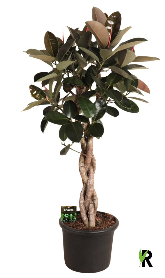 Ficus el. Burgundy 180cm 45cm Pot