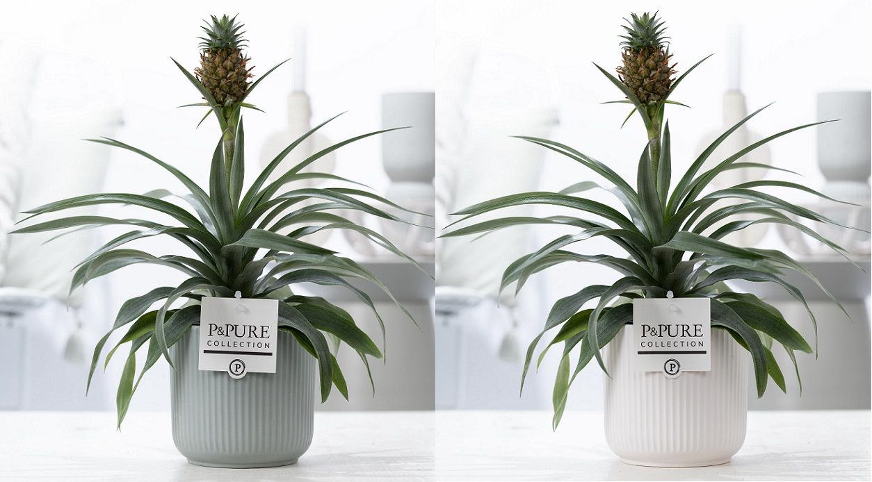 Ananas Rosita 35cm 12cm Pot