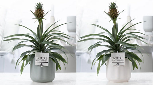 Ananas Rosita 35cm 12cm Pot