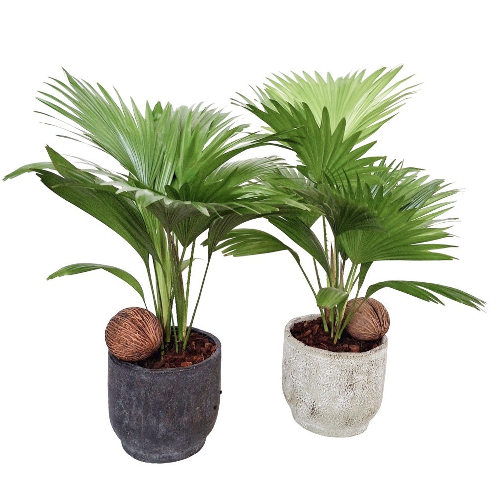 Livistona rotundifolia 50cm 15cm Pot