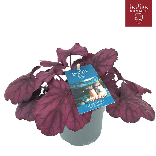 Heuchera Indian Summer pink 25cm 12cm Pot