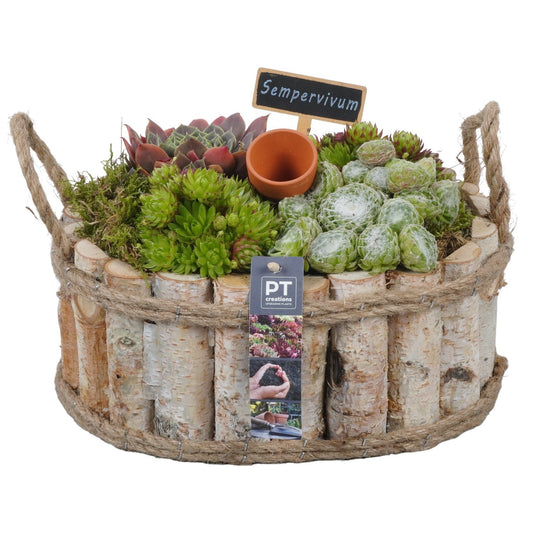 arr. Sempervivum 20cm 30cm Pot