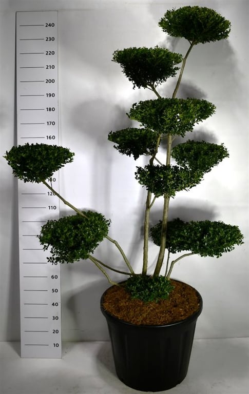 Bloemenkampen BV, Hkw. de Ilex crenata Green Hedge Pack of 1