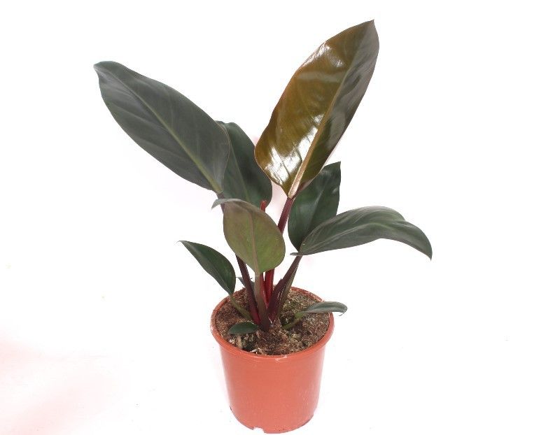 Philodendron scandens 70cm 17cm Pot