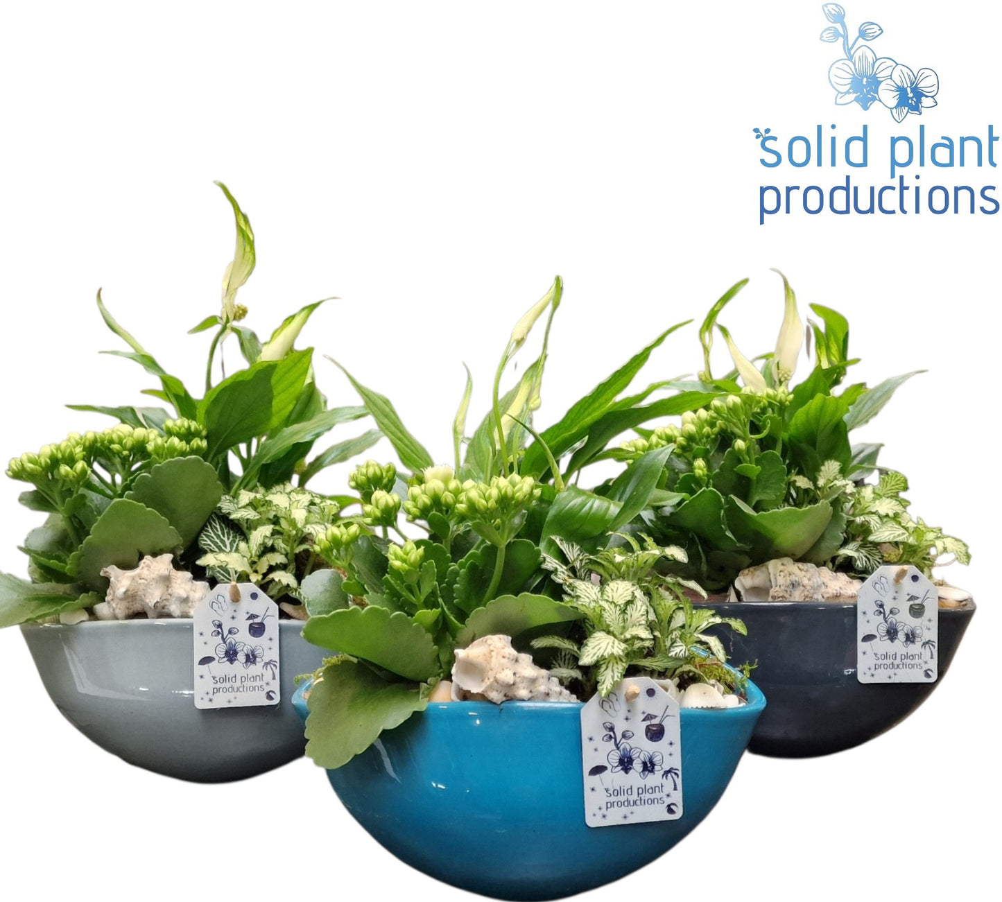 Kalanchoe arrangement 38cm 20cm Pot