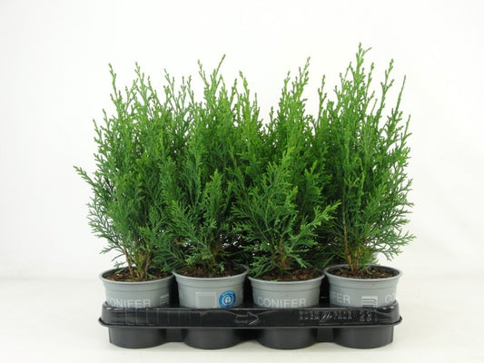 Chamaecyparis Robusta 30cm 11cm Pot