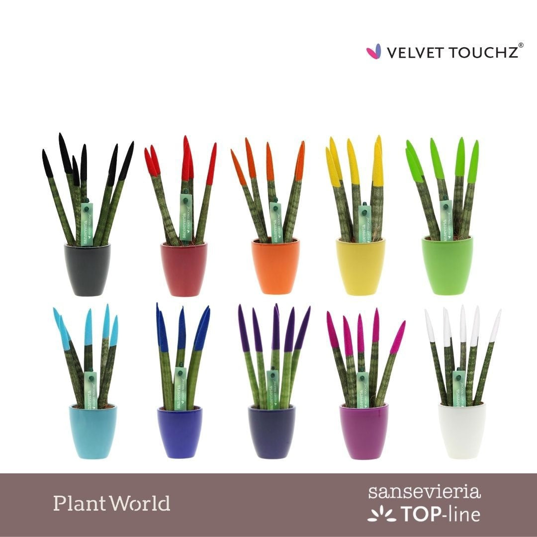 Sansevieria VELVET TOUCHZ 18cm 6cm Pot