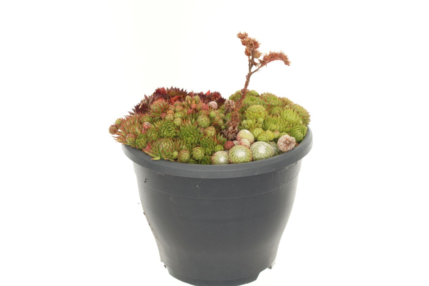 Sempervivum mix 25cm 23cm Pot
