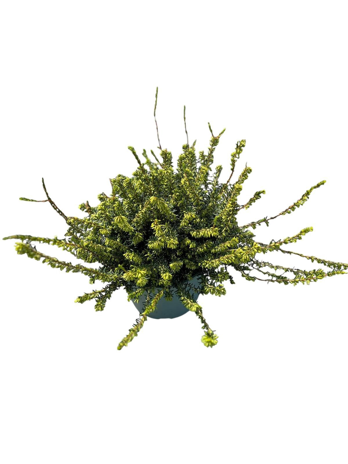 Erica White Perfection 25cm 17cm Pot