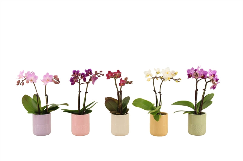 Logico Phalaenopsis hybrid Pack of 15