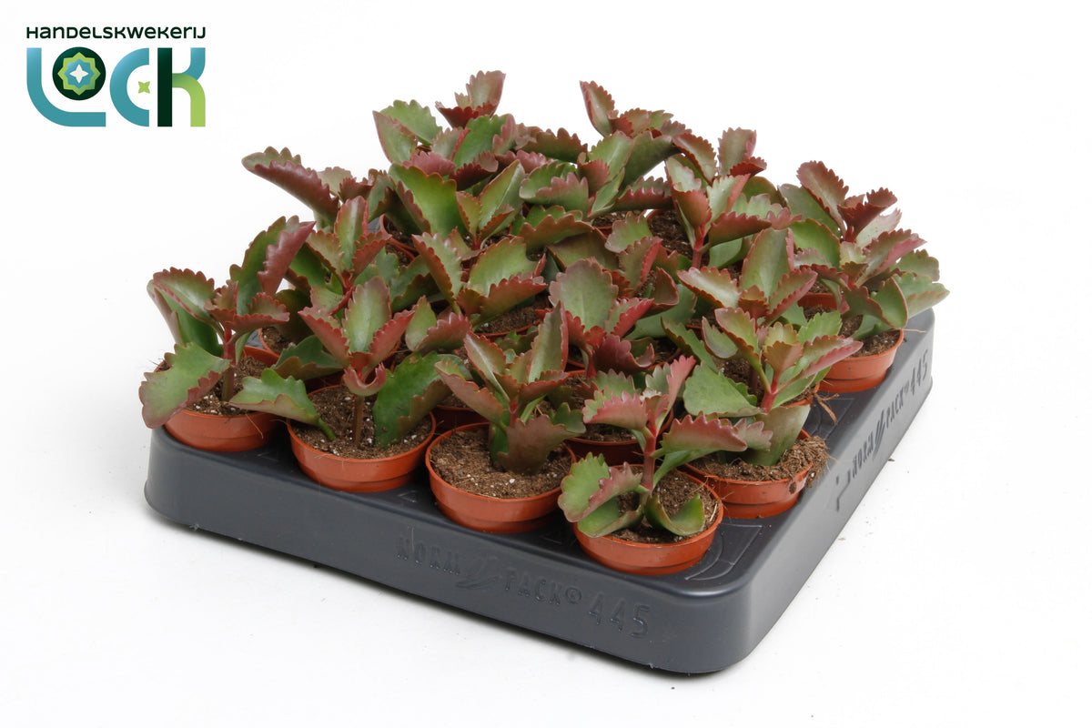 Succulent mix 10cm 5.5cm Pot