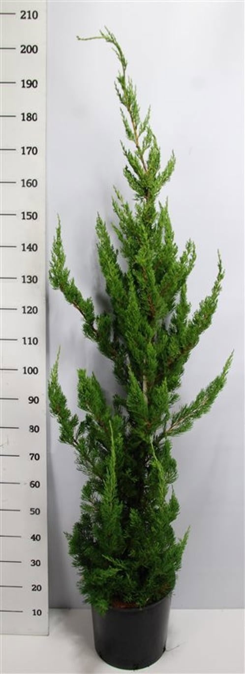 Juniperus chin. Kaizuka 180cm 38cm Pot