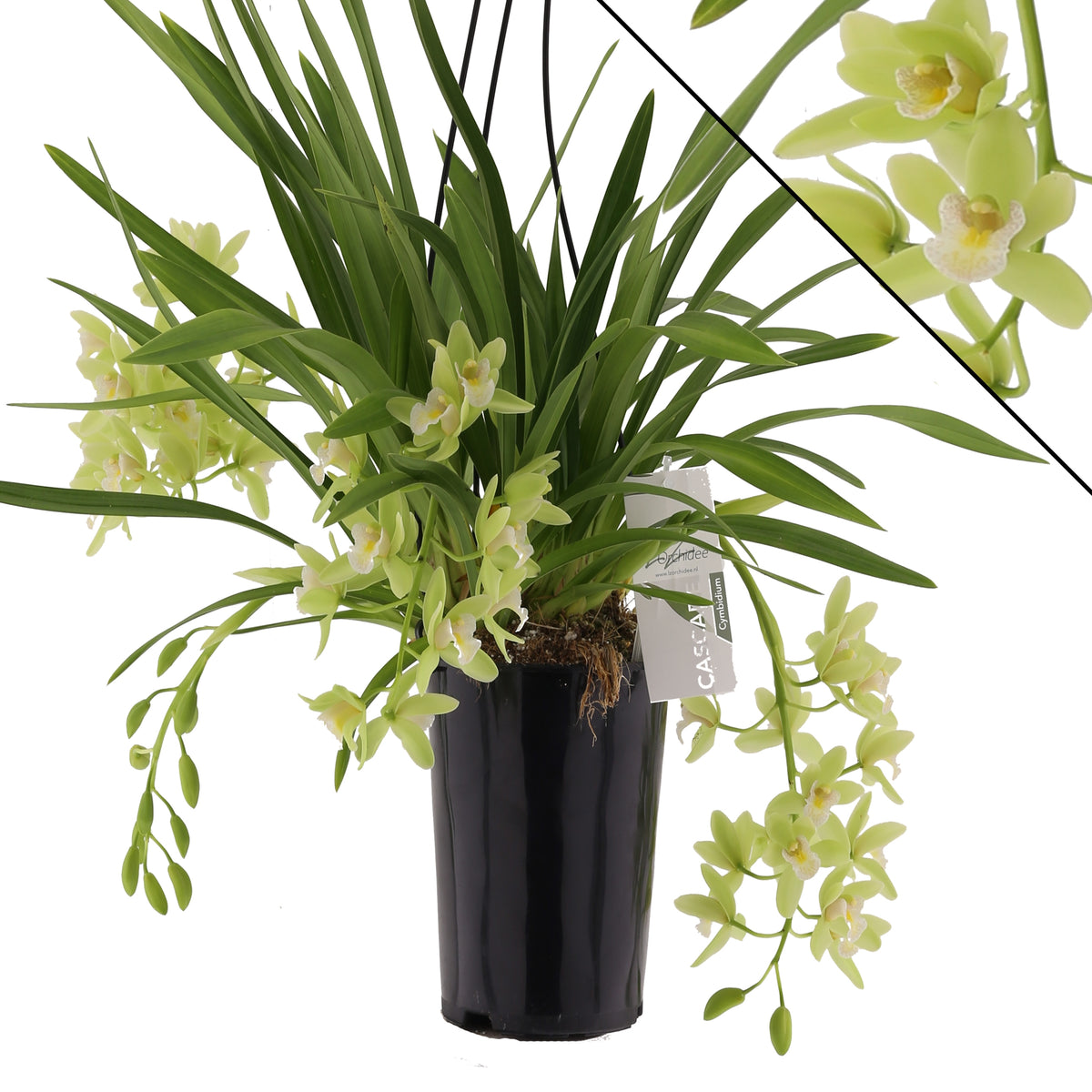 Cymbidium Sarah Jean Jennifer 60cm 14cm Pot