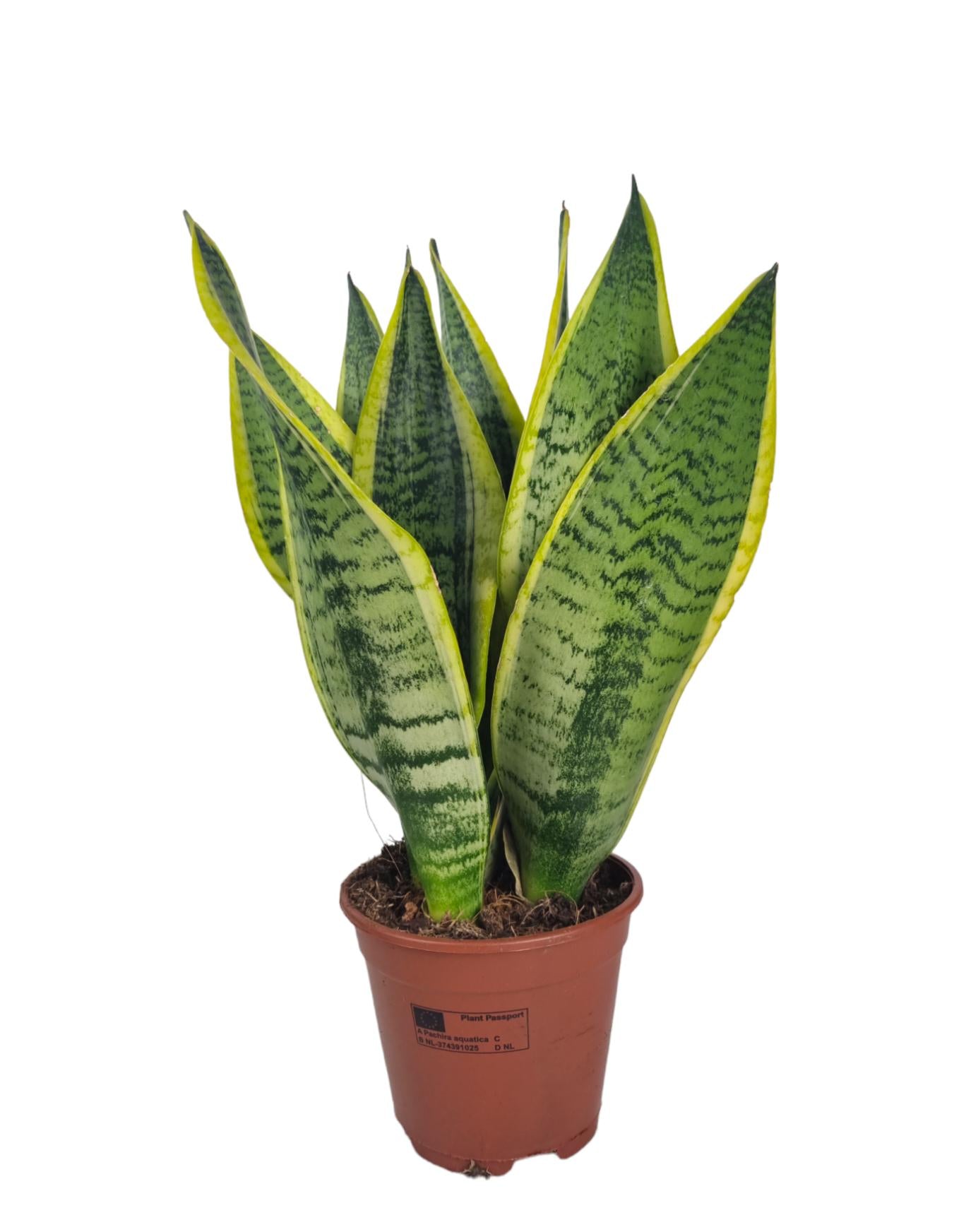 Corsaplant Sansevieria Futura Superba Pack of 8