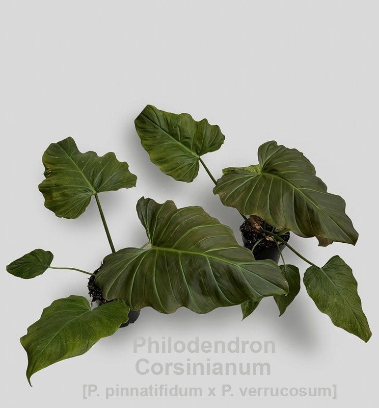 Philodendron scandens 35cm 14cm Pot