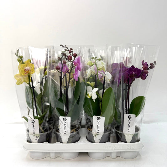 Phalaenopsis mix 30cm 9cm Pot