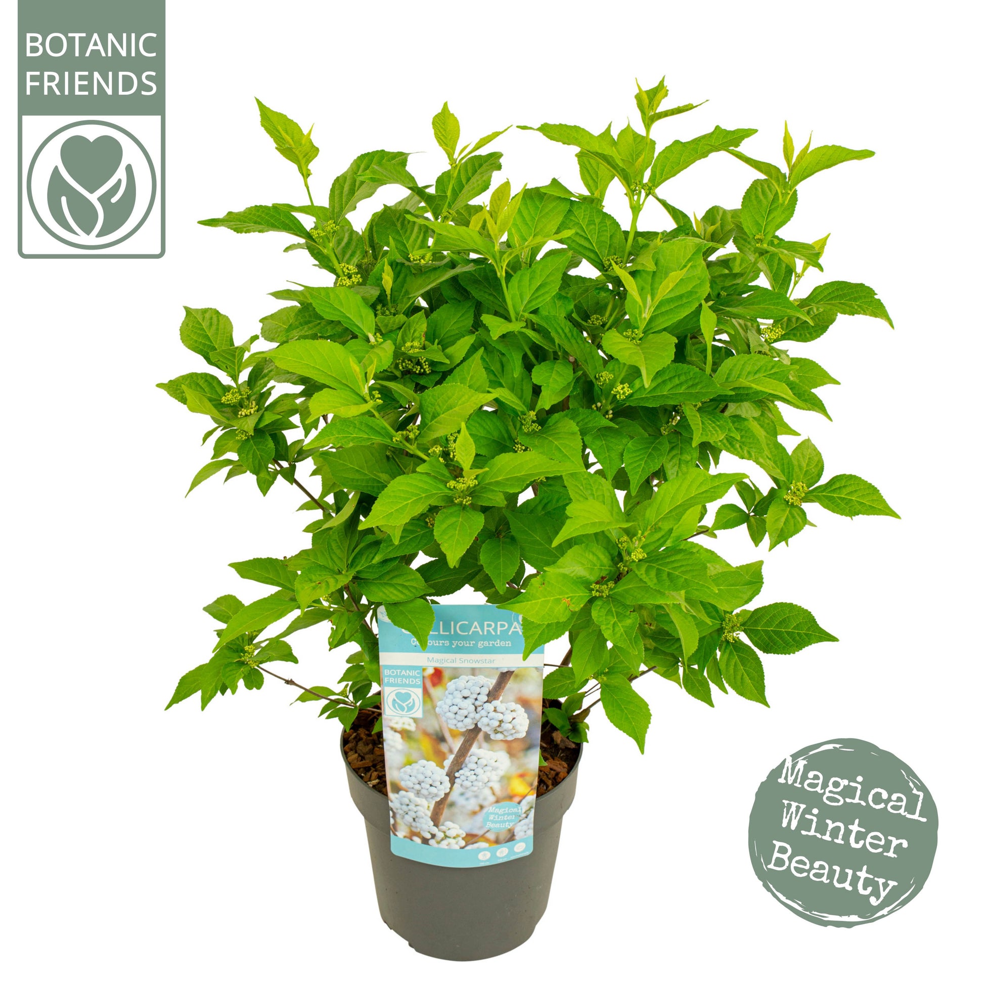Callicarpa Pearl Glam 70cm 19cm Pot
