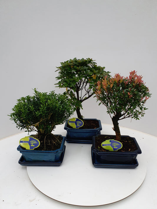 Bonsai mix (outdoor) 30cm 20cm Pot