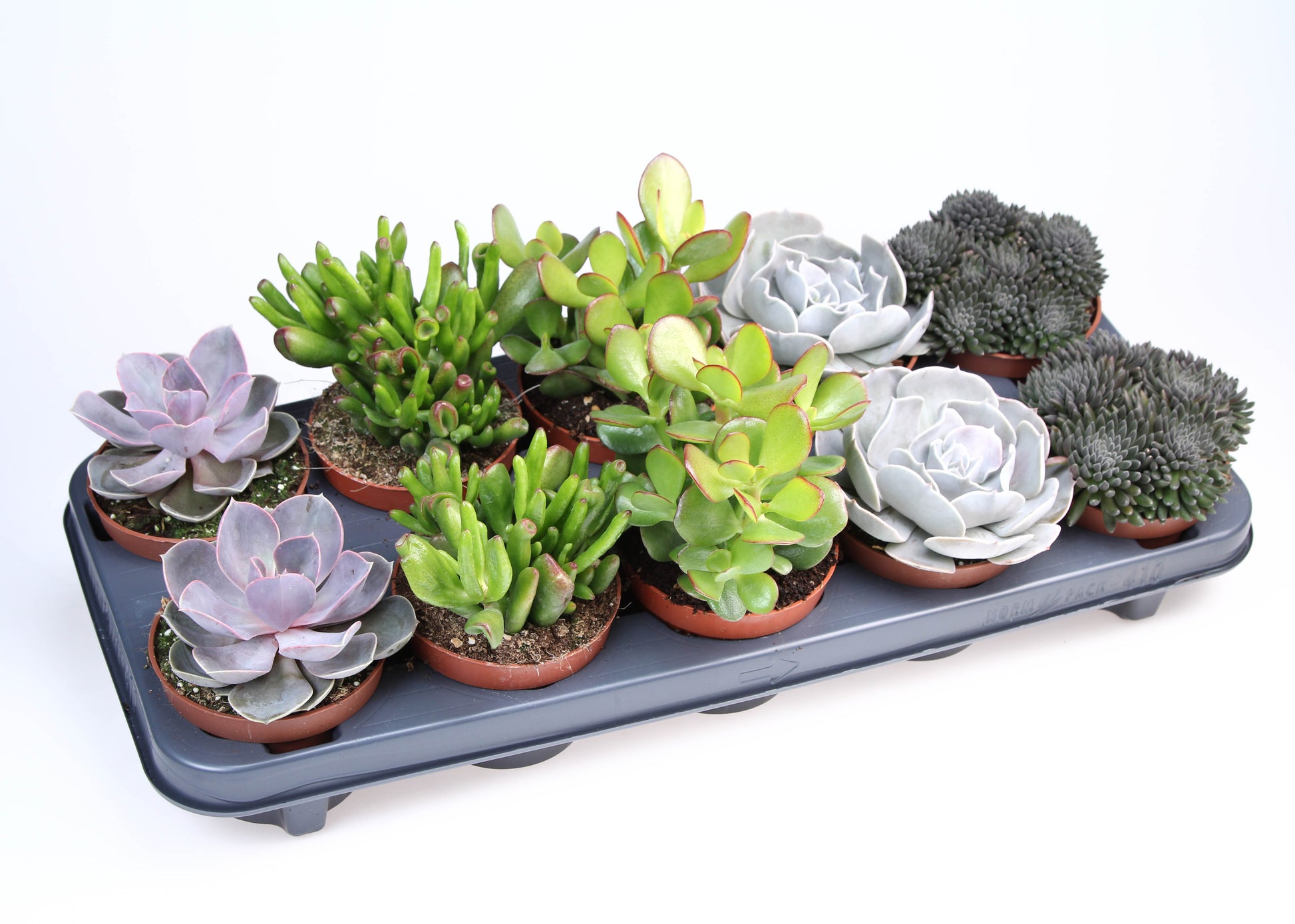 Euro Cactus Holland Bv Succulent mix Pack of 10