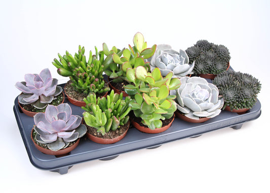 Euro Cactus Holland Bv Succulent mix Pack of 10