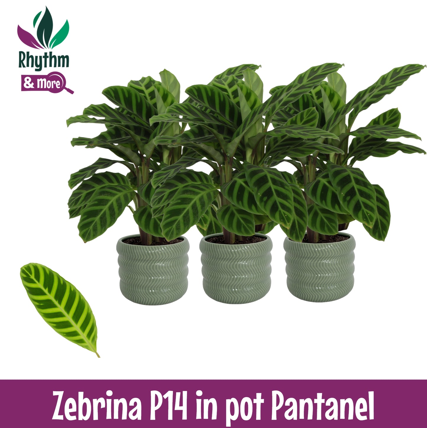 Valstar, Hkw. Gebr. Calathea zebrina Pack of 3