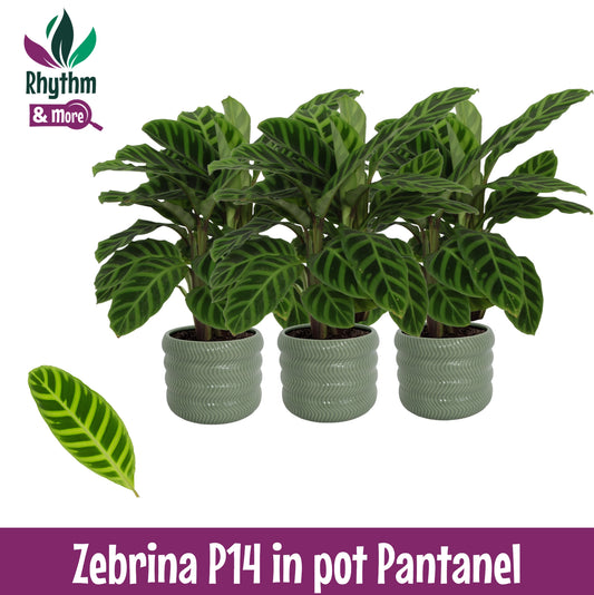 Valstar, Hkw. Gebr. Calathea zebrina Pack of 3