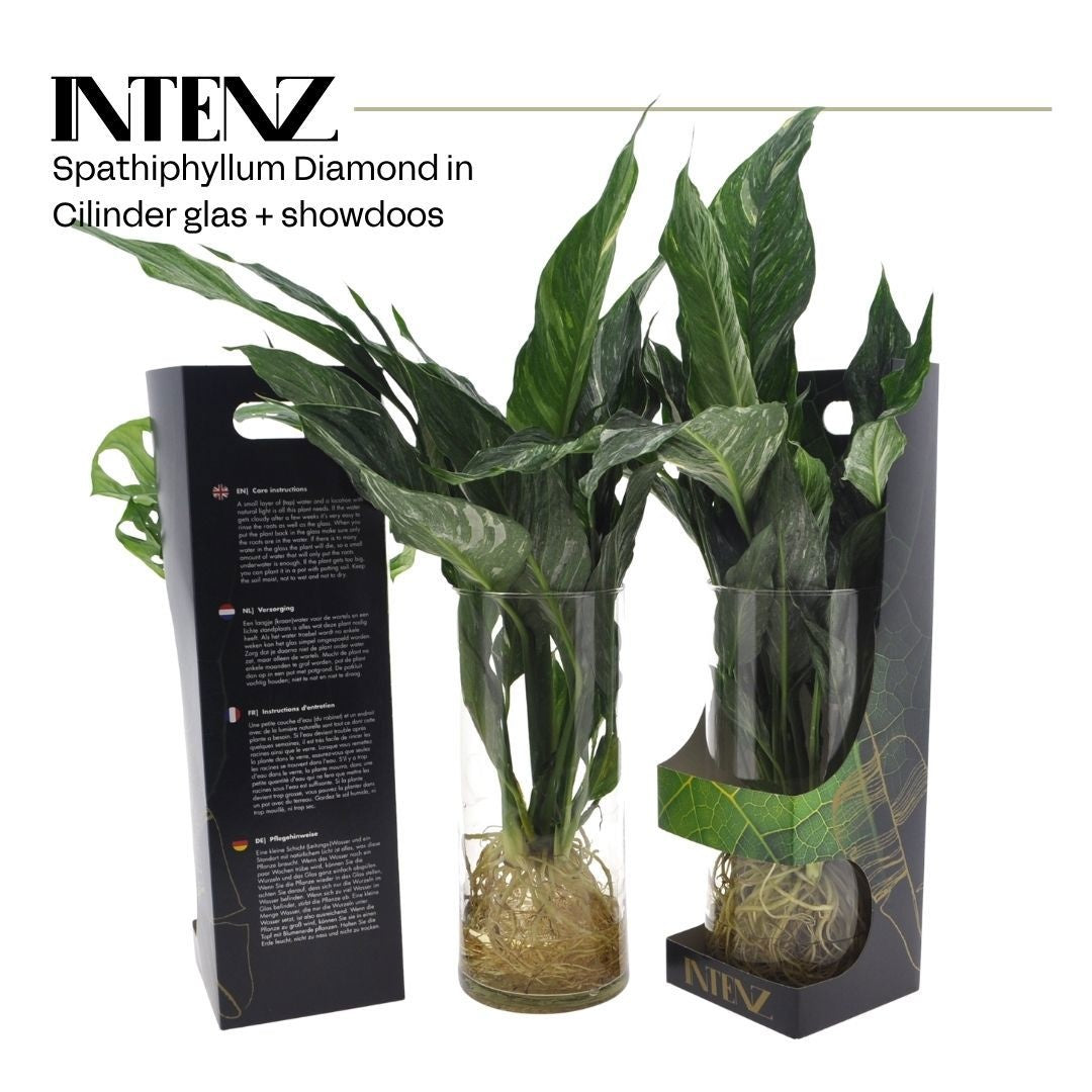 Spathiphyllum Diamond 30cm 12cm Pot