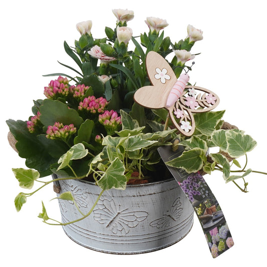 Outdoor arrangement 22cm 16cm Pot