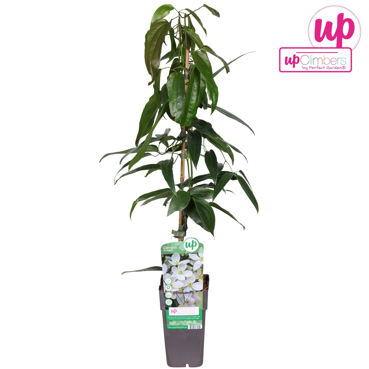 Hoogeveen Plants BV Clematis armandii Pack of 10