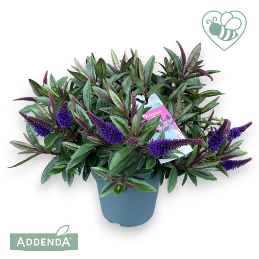 Hebe Hebedonna Ida 35cm 15cm Pot