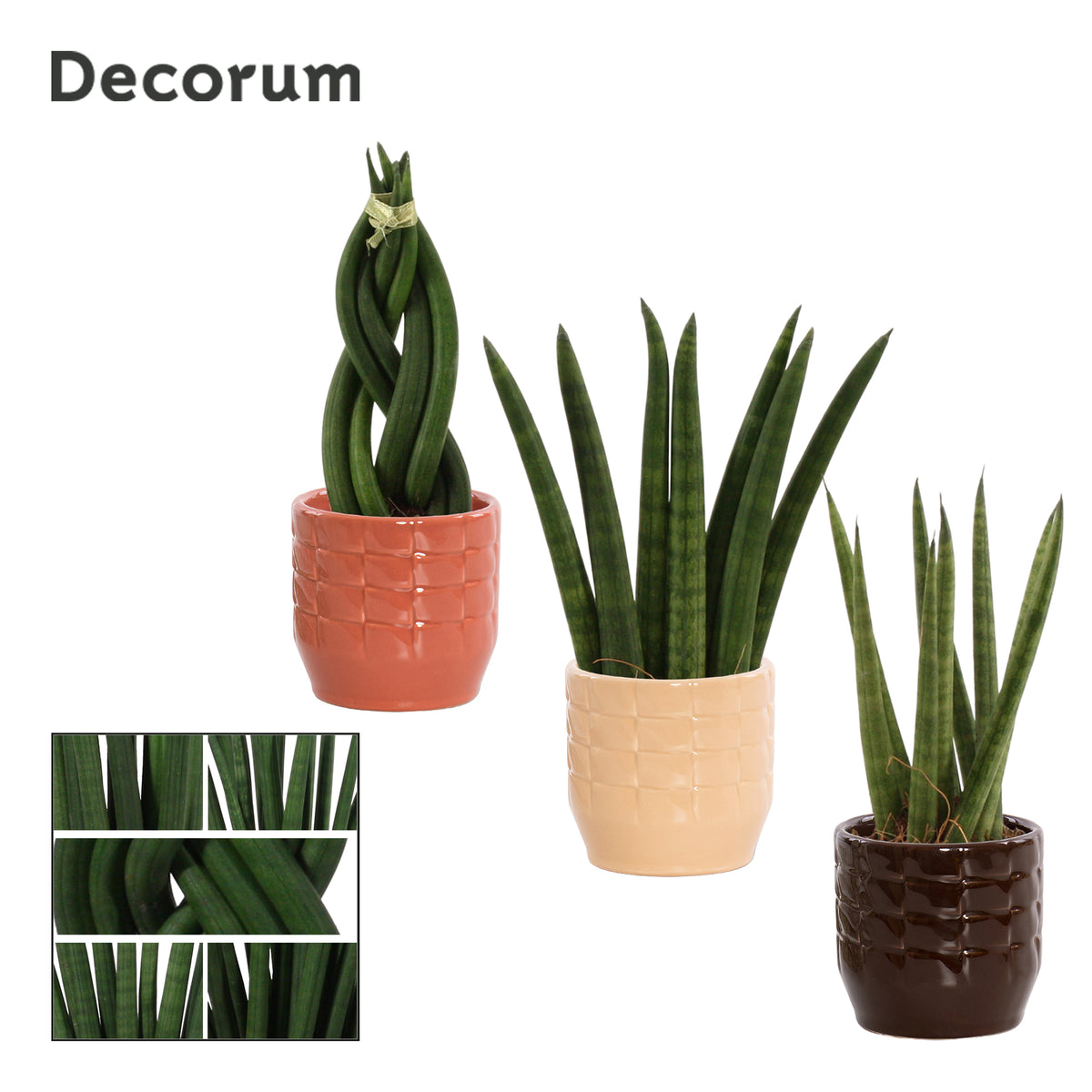 Sansevieria cylindrica 16cm 6cm Pot