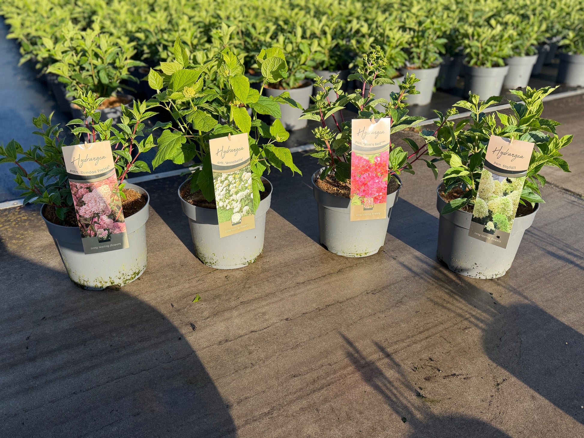 Hydrangea pan. mix 75cm 26cm Pot