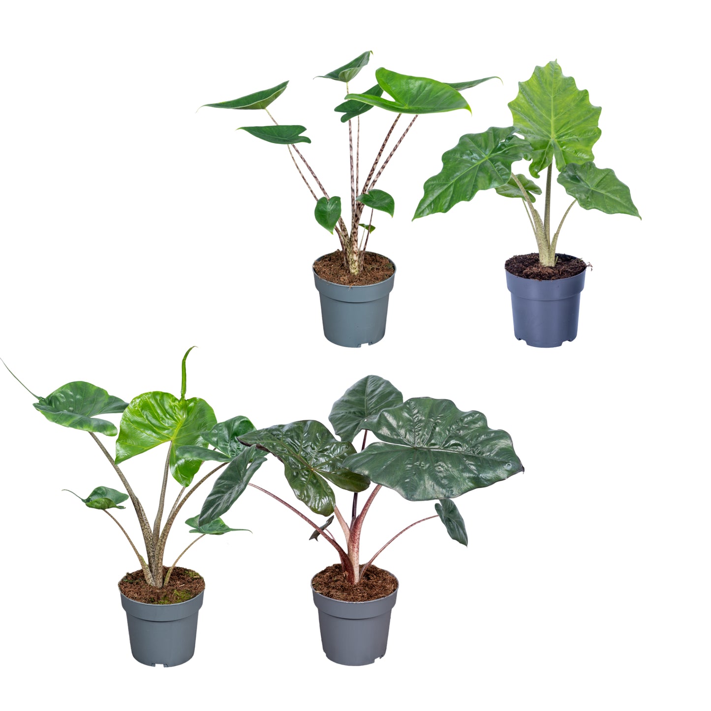 Alocasia mix 45cm 14cm Pot