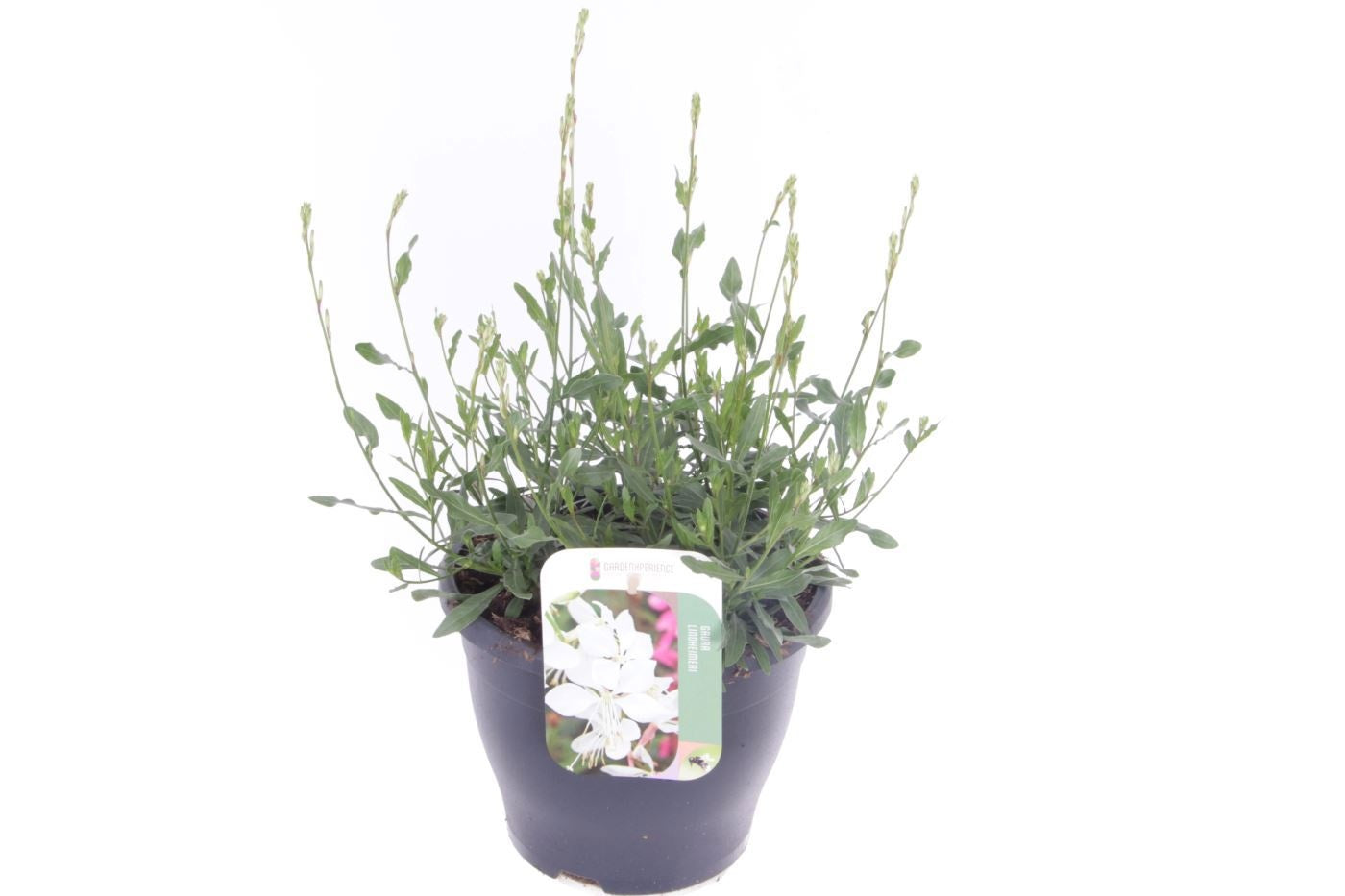 Gaura lindheimeri 45cm 23cm Pot